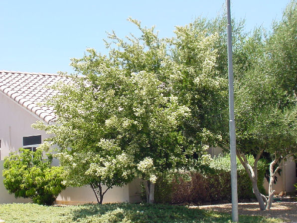 Texas Ebony Tree Arizona