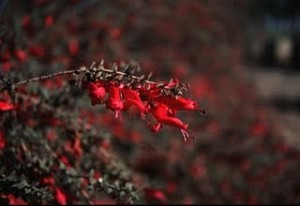 Eremophila_Valentine-emu Bush