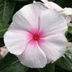 vinca