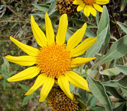 Arizona Mexican Sunflower