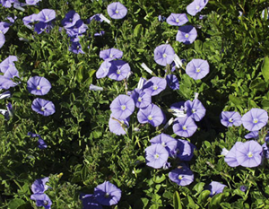convolvulus sabatius blue morning glory bush