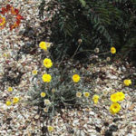 Desert Marigolds