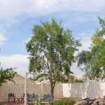 Arizona Ash