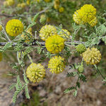White Thorn Acacia