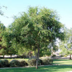 Chinese Elm