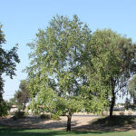 Arizona Sycamore Tree