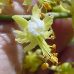 Yellow Palo Verde Tree