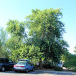 Indian Rosewood/Sissoo