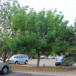 Chinese Pistache Tree