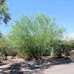 Palo Verde 
