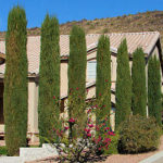 Italian Cypress
