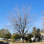 Pecan Nut Tree