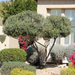 Fruitless Olive Trees in Arizona