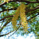 Chilean Mesquite