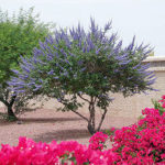 Chaste Tree or Monk’s Pepper