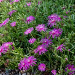Purple Trailing Ice Plant -Delosperma Cooperi
