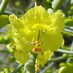 blue palo verde tree