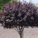 purple_leaf_plum_tree