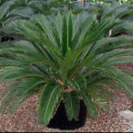 sago-palm