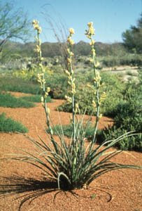 yellow-yucca