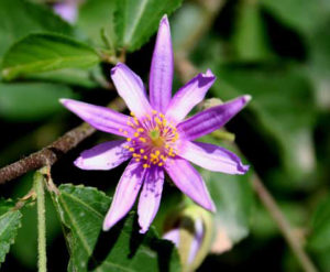 Lavender Star Flower
