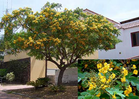 Tipu-Tree