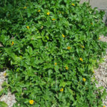 yellow-dot-Wedelia-Trilobata-plant